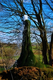 Wasserbaum