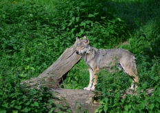 Wolf im Wisentgehege Springe, ©deisterland.wp.com