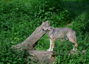 Wolf im Wisentgehege Springe, ©deisterland.wp.com