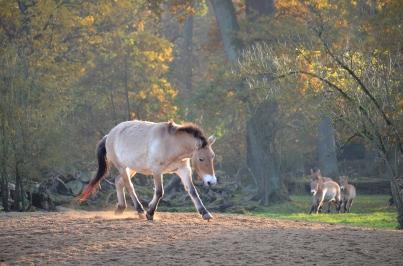 Przewalski-Pferd