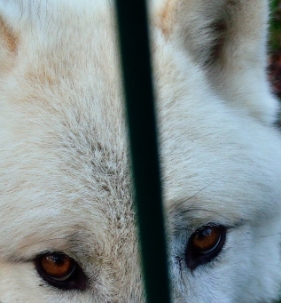 Polarwolf (Canis lupus arctos)