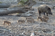 Wildschweinfamilie1