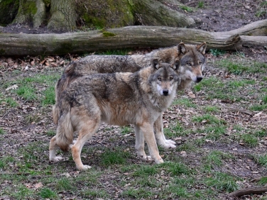Wolfspaar_0662